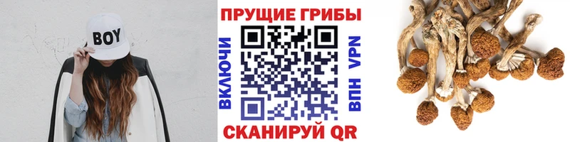 Галлюциногенные грибы Magic Shrooms  где продают   дарк нет наркотические препараты  Бодайбо 